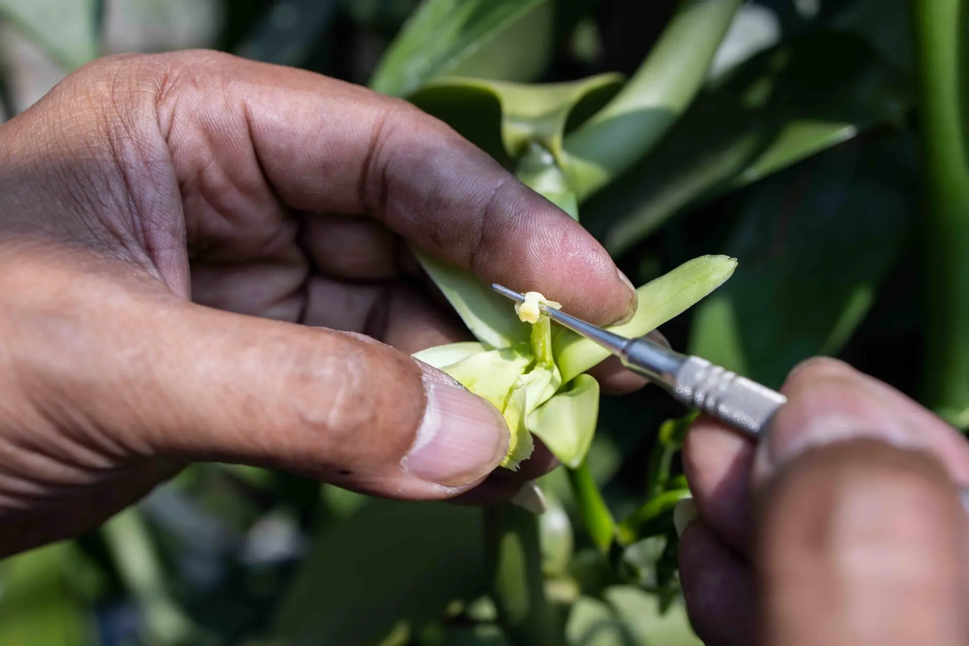 Créations gourmandes - chocolats Lauzéa